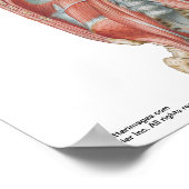 Klein poster - Posterior Abdominale muur van Nette (Hoek)