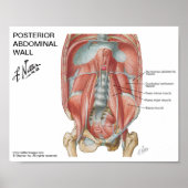 Klein poster - Posterior Abdominale muur van Nette (Voorkant)