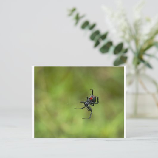 Klein rood en zwart weduwe spin Latrodectus macta Briefkaart (Staand voorkant)