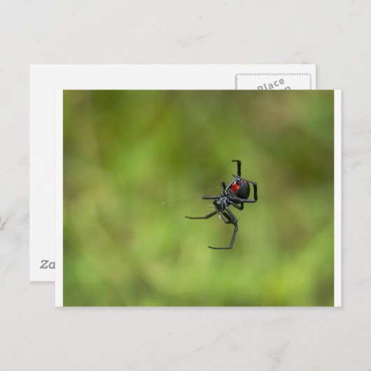 Klein rood en zwart weduwe spin Latrodectus macta Briefkaart (Voorkant / Achterkant)