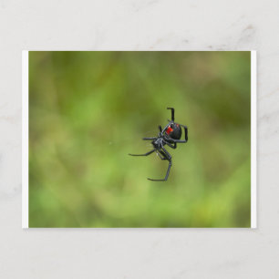 Klein rood en zwart weduwe spin Latrodectus macta Briefkaart
