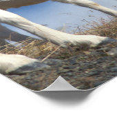 klein schaap, Ovis dalli, ooi en lam Poster (Hoek)