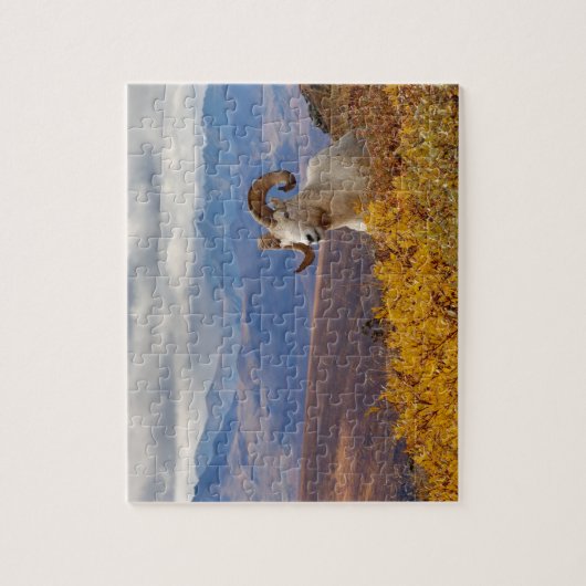 klein schaap, Ovis dalli, ram Legpuzzel (Verticaal)