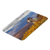 klein schaap, Ovis dalli, ram Magneet (Linkerzijde)