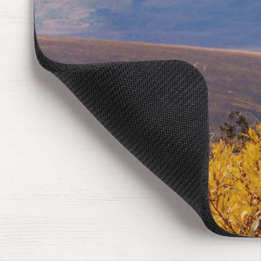 klein schaap, Ovis dalli, ram Muismat (Hoek)