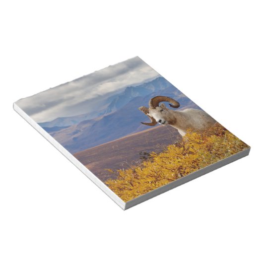 klein schaap, Ovis dalli, ram Notitieblok (Schuin)