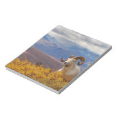 klein schaap, Ovis dalli, ram Notitieblok (Linkerzijde)