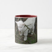 Klein wit mok (Midden)