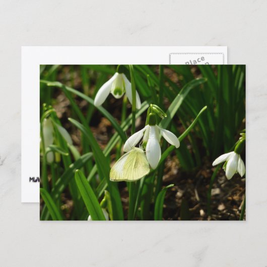 Klein wit op sneeuwval briefkaart (Voorkant / Achterkant)