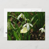 Klein wit op sneeuwval briefkaart (Voorkant / Achterkant)