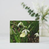 Klein wit op sneeuwval briefkaart (Staand voorkant)