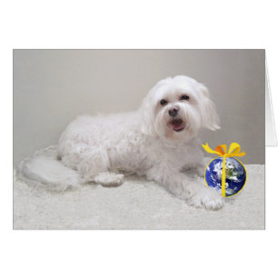 Klein Witte Hond (Maltezer) Redding