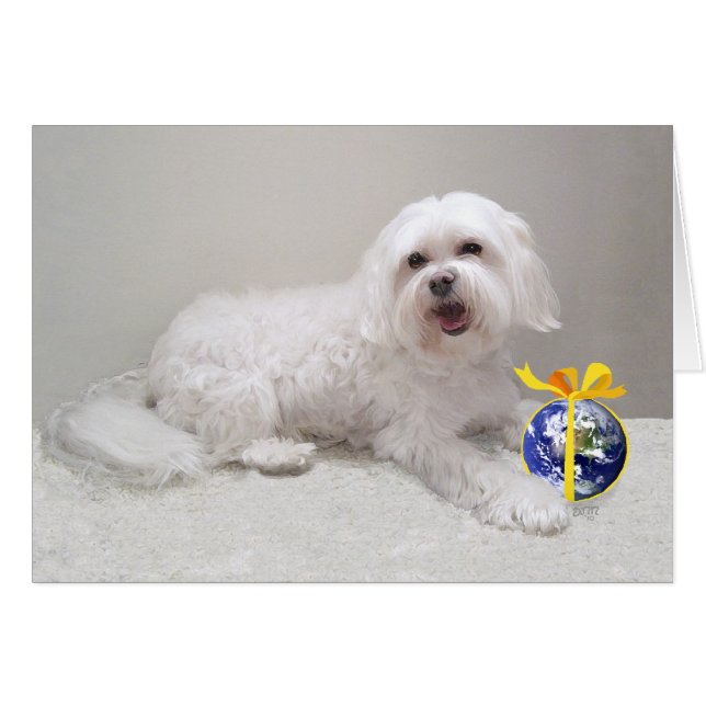 Klein Witte Hond (Maltezer) Redding (Voorkant Horizontaal)