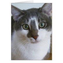 Klein-witte kat