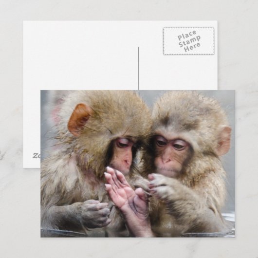 Kleine Aapjes | Heet Springs, Japan Briefkaart (Voorkant / Achterkant)