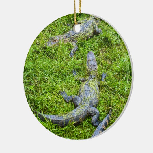 Kleine alligators Basking Keramisch Ornament (Links)