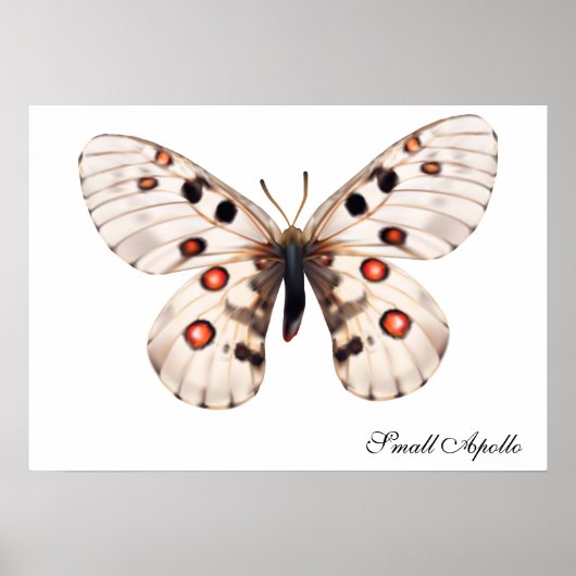 Kleine Apollo Butterfly Poster (Voorkant)