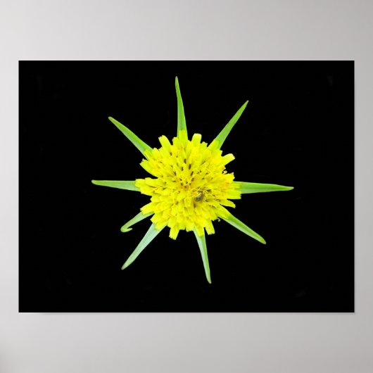 Kleine baardige morgenster wilde bloem Poster (Voorkant)