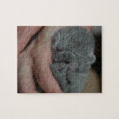 Kleine baby Blue Kitten Legpuzzel (Horizontaal)