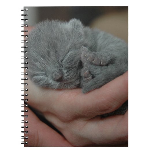 Kleine baby Blue Kitten Notitieboek (Voorkant)