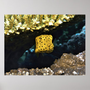 Kleine Baby Boxvis Poster