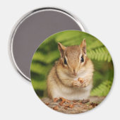 Kleine baby chipmunk magneet (Voorkant / Achterkant)