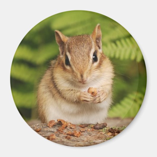 Kleine baby chipmunk magneet (Voorkant)