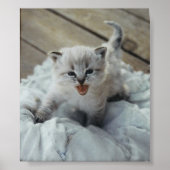 kleine baby kitten poster (Voorkant)