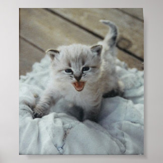 kleine baby kitten poster