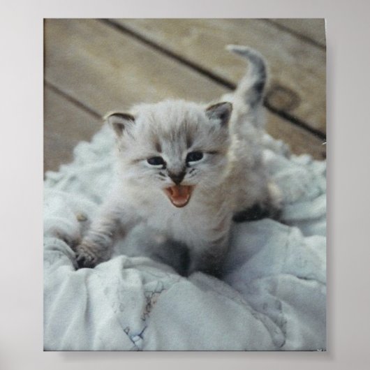kleine baby kitten poster (Voorkant)