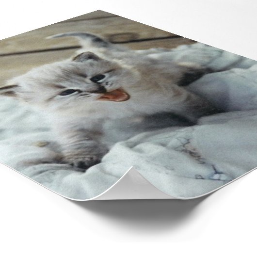 kleine baby kitten poster (Hoek)