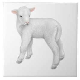 Kleine Baby Lamb  tegel Tegeltje