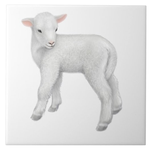 Kleine Baby Lamb  tegel Tegeltje (Voorkant)