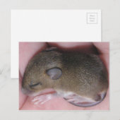 Kleine Baby muis met slaapstand Briefkaart (Voorkant / Achterkant)
