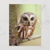 Kleine Baby | Ontarios Briefkaart (Voorkant)