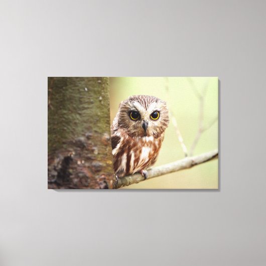 Kleine Baby | Ontarios Canvas Afdruk (Voorkant)