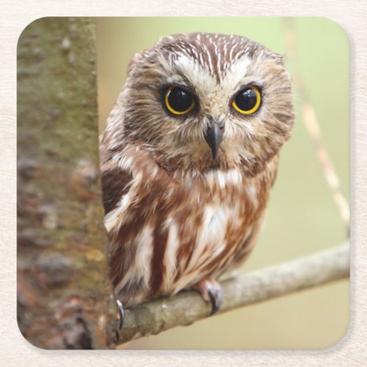 Kleine Baby | Ontarios Kartonnen Onderzetters (Voorkant)