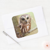 Kleine Baby | Ontarios Vierkante Sticker (Envelop)