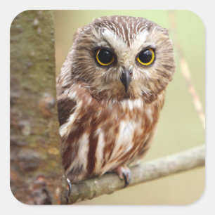 Kleine Baby Ontarios Vierkante Sticker