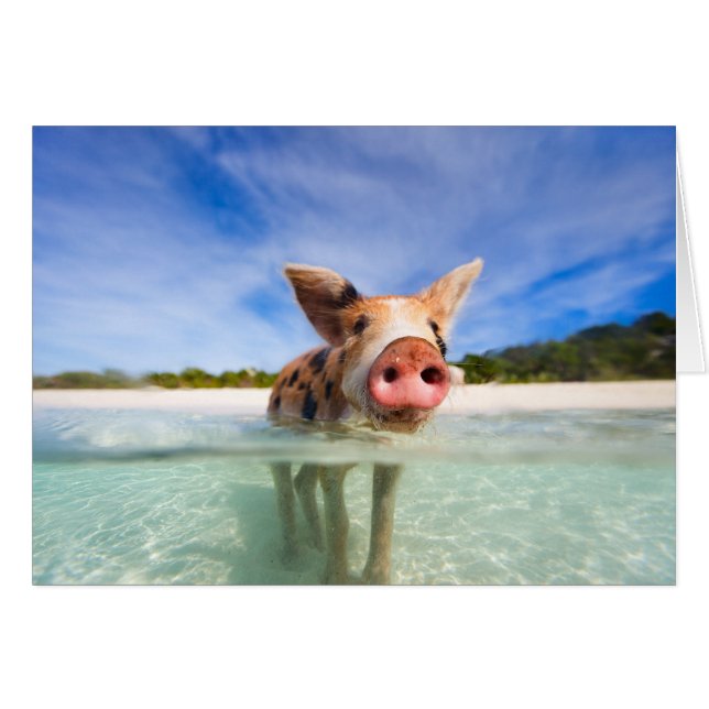 Kleine biggetje (Voorkant Horizontaal)