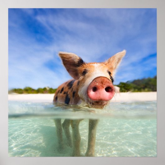 Kleine biggetje poster (Voorkant)