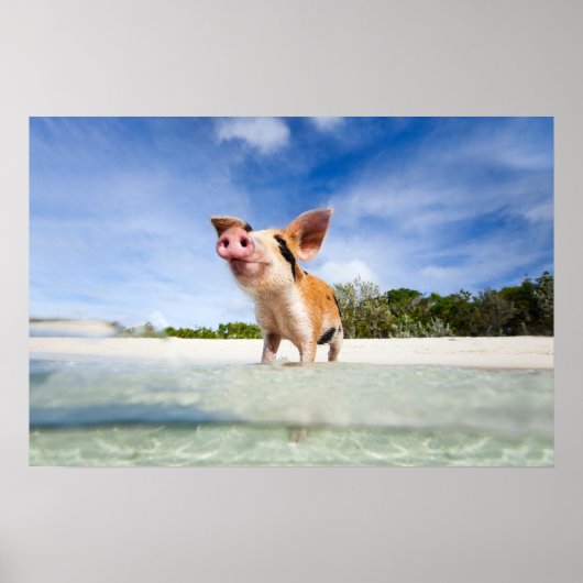 Kleine biggetje poster (Voorkant)