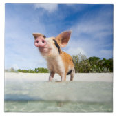 Kleine biggetje tegeltje (Voorkant)