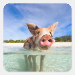 Kleine biggetje vierkante sticker