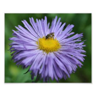 Kleine bijen op Paarse Daisy Flower 10x8 Natuur Foto Afdruk