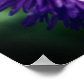 Kleine bijen op Paarse Daisy Flower close up Poster (Hoek)