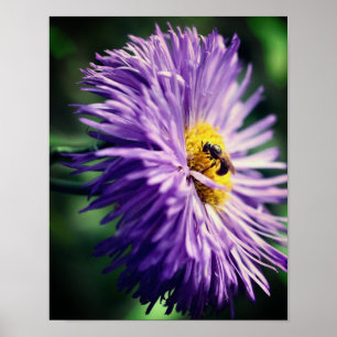 Kleine bijen op Paarse Daisy Flower close up Poster