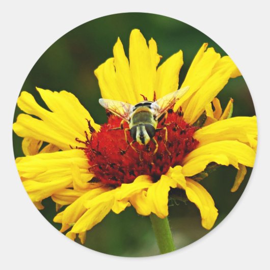 Kleine bijen Resten op Gele Sinaasappel Wilde Bloe Ronde Sticker (Voorkant)