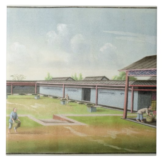 Kleine bladeren sorteren om te drogen (m/v op papi tegeltje (Voorkant)