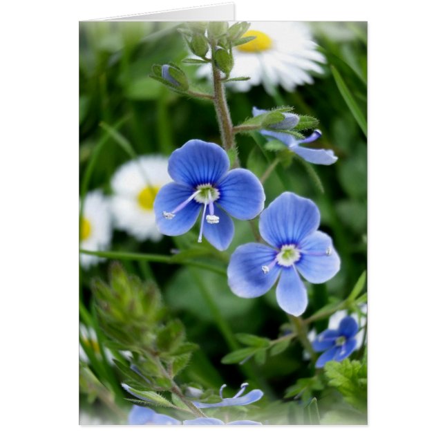 kleine blauwe bloemen (Voorkant)